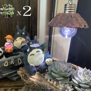 【園藝世界】活體植栽-龍貓造型組(多肉/擺飾/龍貓)