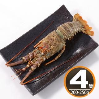 【華得水產】野生頂級龍蝦4隻組(200-250G/隻)