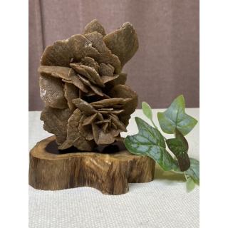 【Cocozy世界水晶原礦】蒙古沙漠玫瑰 含黑檀木底座(強心健體 改善睡眠必備)