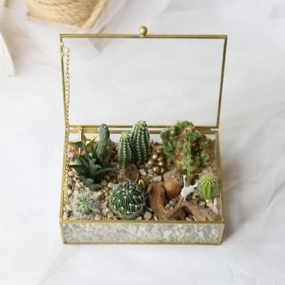 【Flower Plus】大藏寶箱 多肉植物 療癒盆栽(多肉)