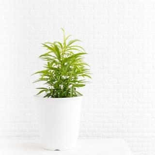 【微糖花植間】防蚊樹植物組(植物盆栽)