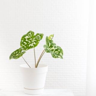【微糖花植間】歐式設計盆珍珠白3入組C款(花盆水盤)