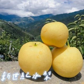 【黑貓嚴選】梨山福慧果園-新世紀水梨9粒(3.9-4.2kg±5%/盒)