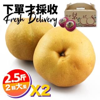 【下單才採最新鮮】卓蘭秀品寶島甘露大顆水梨2.5斤2顆入X2(黃金時間採收 風味更獨特)