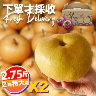 【下單才採最新鮮】卓蘭秀品寶島甘露特大顆水梨2.75斤2顆入X2(黃金時間採收 風味更獨特)