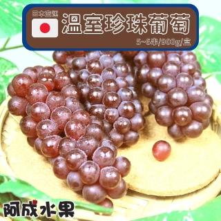 【阿成水果】日本空運溫室珍珠葡萄(5~6串/900g/盒)