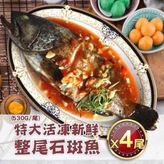 【築地一番鮮】特大活凍新鮮整尾石斑魚4尾(530g/尾)