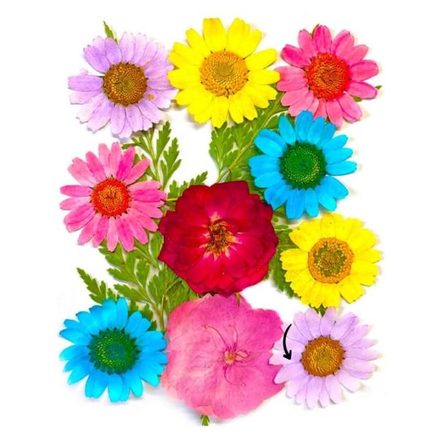 【A-ONE 匯旺】乾燥花材料盒 永生花材料 乾燥花不凋花 香薰蠟燭材料 浮油花 裝飾花 壓花