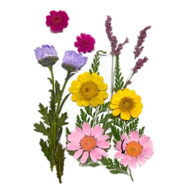 【A-ONE 匯旺】乾燥花材料盒 永生花材料 乾燥花不凋花 香薰蠟燭材料 浮油花 裝飾花 壓花