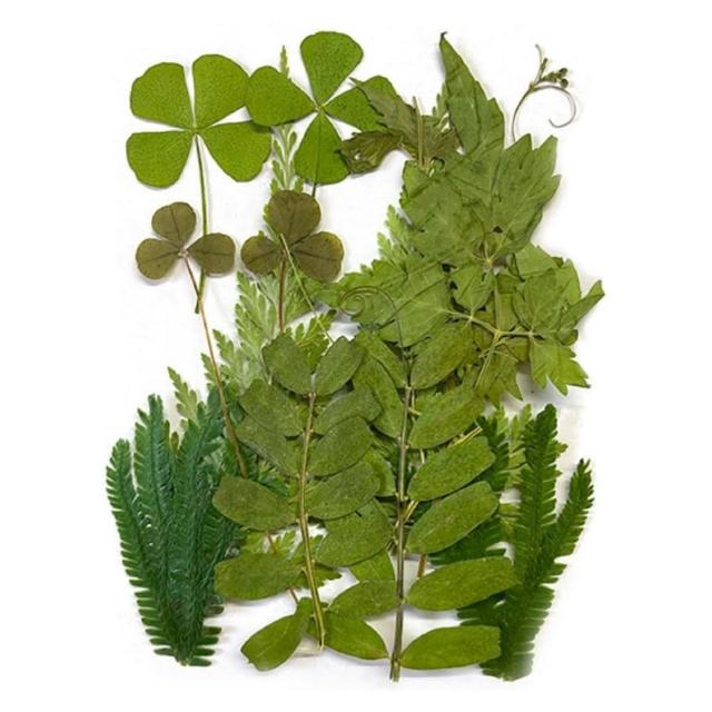 【A-ONE 匯旺】乾燥花材料盒 永生花材料 乾燥花不凋花 香薰蠟燭材料 浮油花 裝飾花 壓花