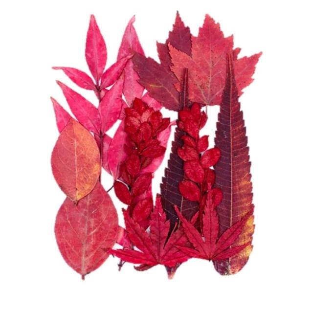 【A-ONE 匯旺】乾燥花材料盒 永生花材料 乾燥花不凋花 香薰蠟燭材料 浮油花 裝飾花 壓花