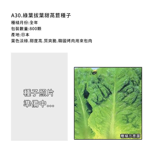 【蔬菜工坊】新手生菜類種子系列-各包裝數量詳見內文及圖片說明