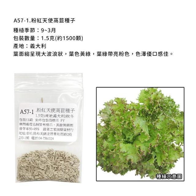 【蔬菜工坊】新手生菜類種子系列-各包裝數量詳見內文及圖片說明