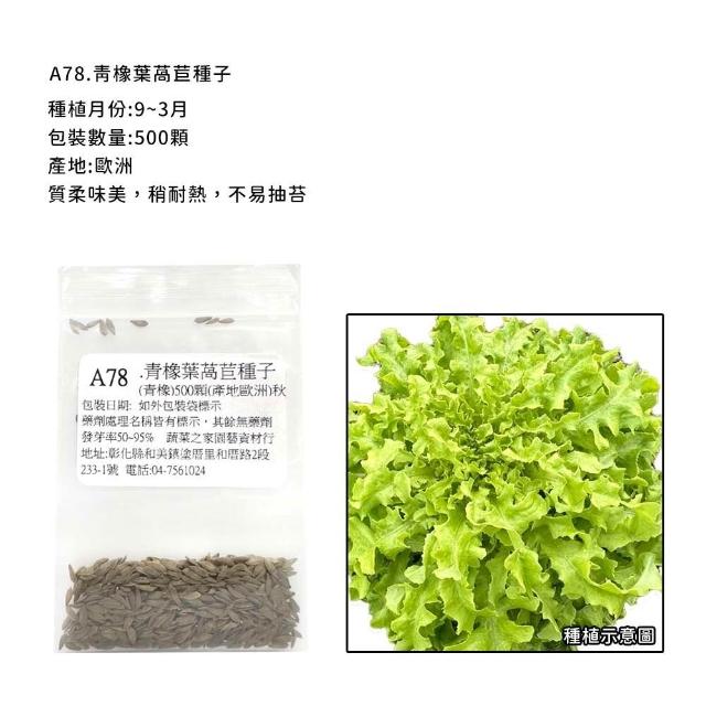 【蔬菜工坊】新手生菜類種子系列-各包裝數量詳見內文及圖片說明