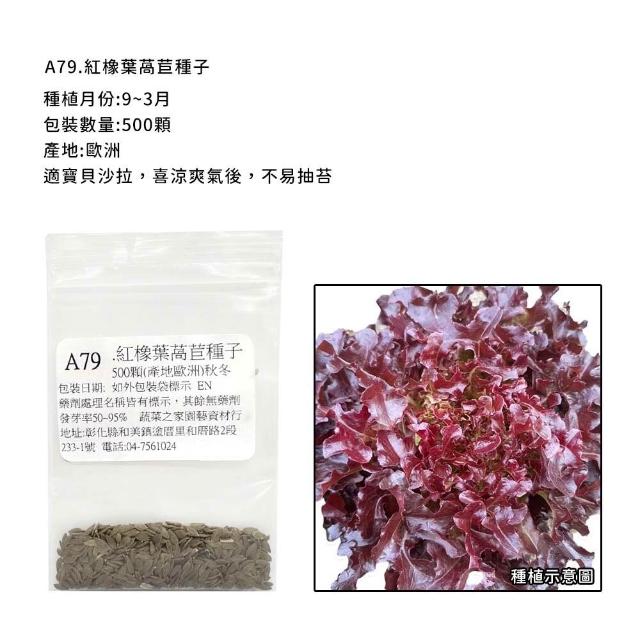 【蔬菜工坊】新手生菜類種子系列-各包裝數量詳見內文及圖片說明