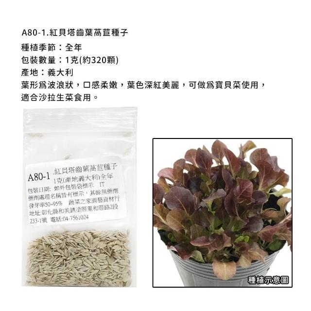 【蔬菜工坊】新手生菜類種子系列-各包裝數量詳見內文及圖片說明