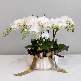 【CNFlower 西恩】白色蘭夢 蘭花(植物/祝賀/母親節)
